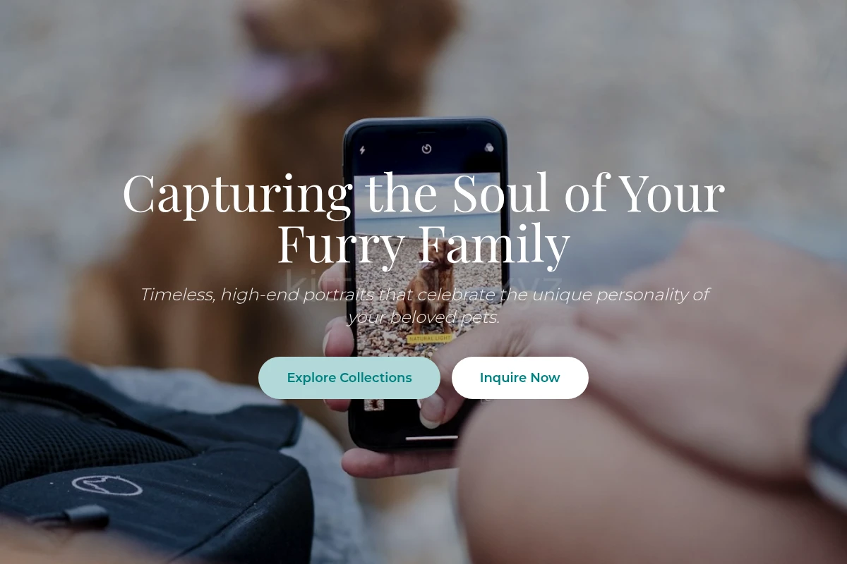 Curator Pet Photography